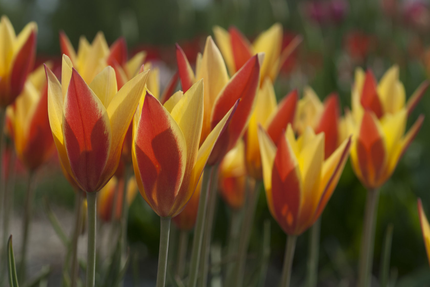 Tulipa clusiana 'Tubergen's Gem' - Species or Wild Tulip